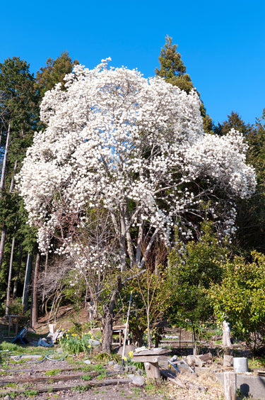 10 KOBUS MAGNOLIA TREE aka Japanese Magnolia or Kobushi - White Pink 4